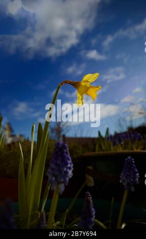 Jonquille jaune unique avec ciel ensoleillé avec nuages qui poussent dans un jardin urbain au printemps, Londres, Angleterre, Royaume-Uni, Europe Banque D'Images