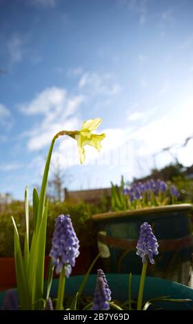 Jonquille jaune unique avec ciel ensoleillé avec nuages qui poussent dans un jardin urbain au printemps, Londres, Angleterre, Royaume-Uni, Europe Banque D'Images