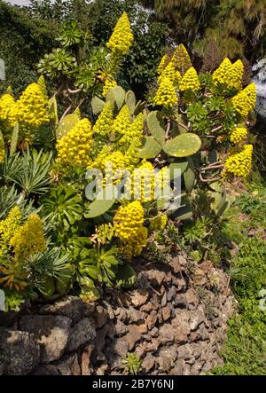 Eonium arboreum ssp. Holochrysum Banque D'Images