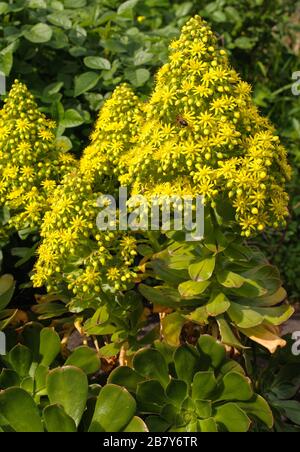 Eonium arboreum ssp. Holochrysum Banque D'Images