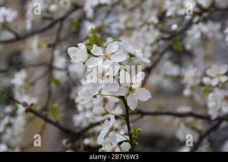 Sur la brindille, les fleurs et les bourgeons des feuilles et des fleurs Banque D'Images