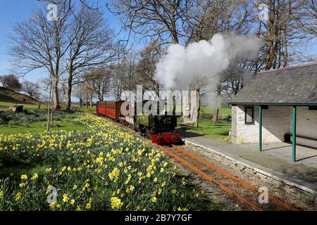 Le n°7 « Tom Rolt » arrive à Rhyryronen sur le chemin de fer de Talyllyn alors que les jonquilles de printemps sortent. Banque D'Images