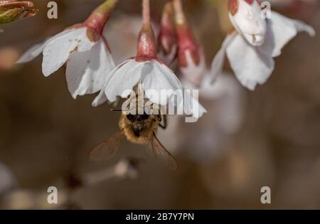 Une abeille bosselée prenant du pollen d'un Prunus Incisa Kojo no mai. Banque D'Images