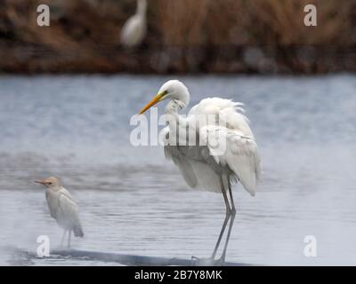 Super agitation d'aigrette Banque D'Images