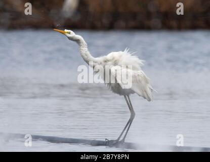 Super agitation d'aigrette Banque D'Images