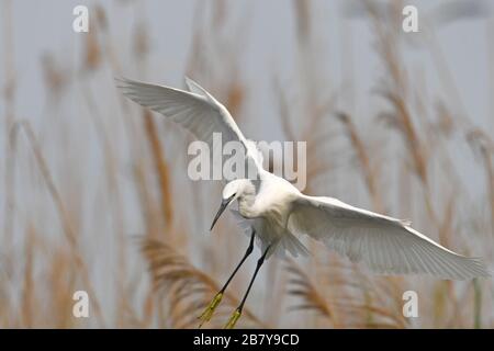 Petit aigrette, couple en eau peu profonde Banque D'Images