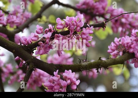 Fleurs printanières d'acacia rouge sur une branche marron foncé épaisse Banque D'Images