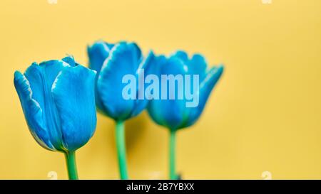 Bouquet de tulipes sur fond jaune. Gros plan. Banque D'Images
