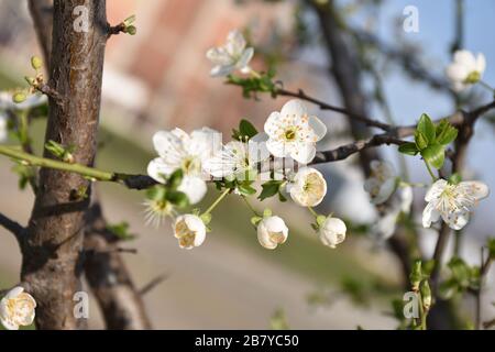 Floraison printanière des fruits. Bourgeons de feuilles et de fleurs sur les branches Banque D'Images