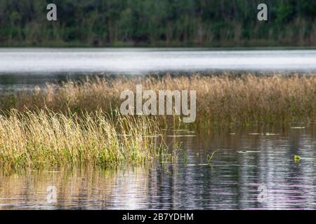 des roseaux d'herbe verte sortent de l'eau sur un lac Banque D'Images