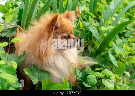 Couleur brune joli chien pomeranian assis dans l'herbe Banque D'Images