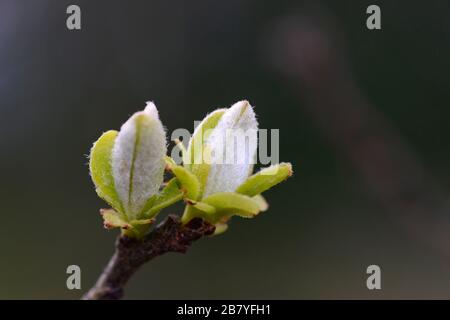 Deux bourgeons poilus se préparent à ouvrir au bout d'une succursale dans le jardin botanique d'Oxford, Oxford, Royaume-Uni Banque D'Images