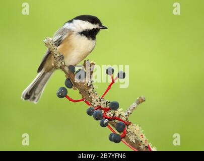 Un Chickadee à capuchon noir qui fait une pause parmi les raisins. Banque D'Images