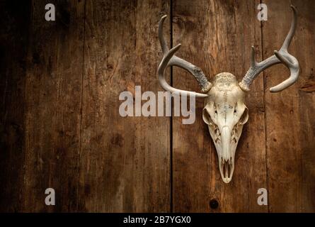 Deer skull with antlers Stock Photo