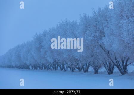 Arbres dans la neige Banque D'Images