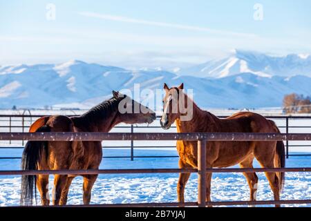 Faire dorer les chevaux dans les enclos en hiver Banque D'Images