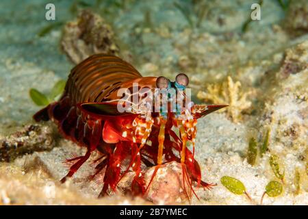 La crevette mantis, Odontodactylus scyllarus, est également connue sous le nom de crevettes mantis clown et de crevettes mantis paon, Cebu, Philippines. Banque D'Images