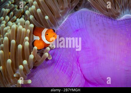 Lorsque vous vous déplacez vers l'est, l'anemonefish occidental, Amphipirion ocellaris, illustré ici, est remplacé par l'anemonefish de clown orientale, Amphipirion percul Banque D'Images