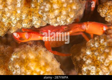 Crabe jaune femelle à pois, cymodoce de Trapezia, qui contient des œufs, dans le corail, Indonésie. Banque D'Images