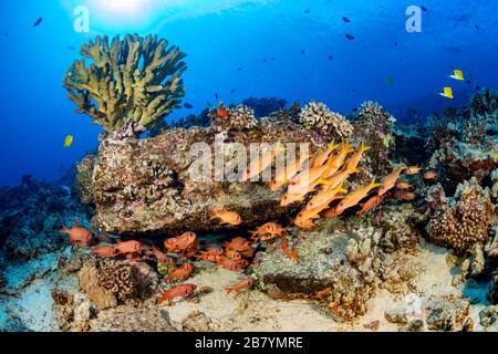 Scène de récif hawaïen avec poisson-soldat et poisson de chèvre, Hawaï. Banque D'Images