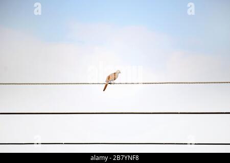 oiseau sur le fil seul Banque D'Images