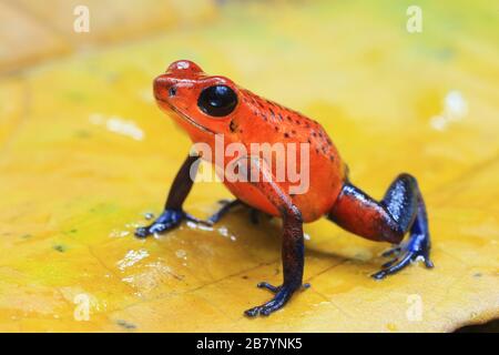 Grenouille venimeuse à la fraise (Oophaga pumilio) dans la forêt tropicale des plaines. Station biologique de la Selva, versant des Caraïbes, Costa Rica. Banque D'Images