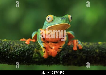 Magnifique grenouille des feuilles (Cruziohyla sylviae) dans la forêt tropicale des plaines. Station biologique de la Selva, versant des Caraïbes, Costa Rica. Banque D'Images