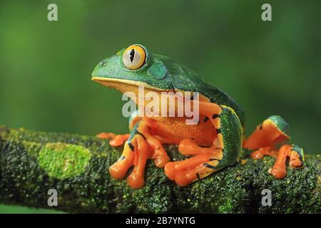 Magnifique grenouille des feuilles (Cruziohyla sylviae) dans la forêt tropicale des plaines. Station biologique de la Selva, versant des Caraïbes, Costa Rica. Banque D'Images