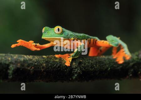 Magnifique grenouille des feuilles (Cruziohyla sylviae) dans la forêt tropicale des plaines. Station biologique de la Selva, versant des Caraïbes, Costa Rica. Banque D'Images