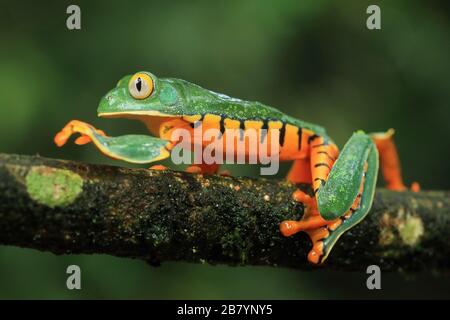 Magnifique grenouille des feuilles (Cruziohyla sylviae) dans la forêt tropicale des plaines. Station biologique de la Selva, versant des Caraïbes, Costa Rica. Banque D'Images