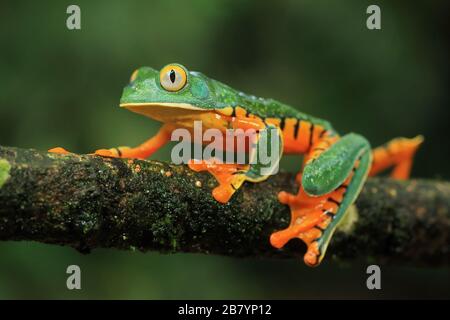 Magnifique grenouille des feuilles (Cruziohyla sylviae) dans la forêt tropicale des plaines. Station biologique de la Selva, versant des Caraïbes, Costa Rica. Banque D'Images