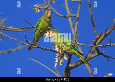 Paraquets à façade orange (Eupsittula canicularis) se nourrissant de fleurs dans la forêt tropicale sèche. Plage de Conchal, Guanacaste, Costa Rica. Banque D'Images