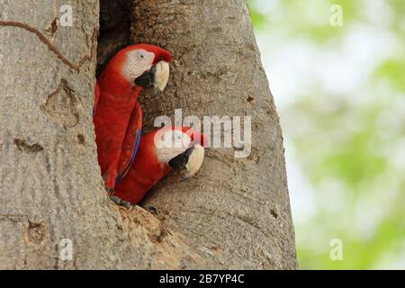 Cramoisi Macaws (Ara macao) à l'entrée du nid. Guanacaste, Costa Rica. Banque D'Images