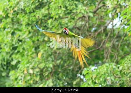 Grand Green Macaw (Ara ambiguus) volant. Puerto Viejo, Limón, Costa Rica. Banque D'Images