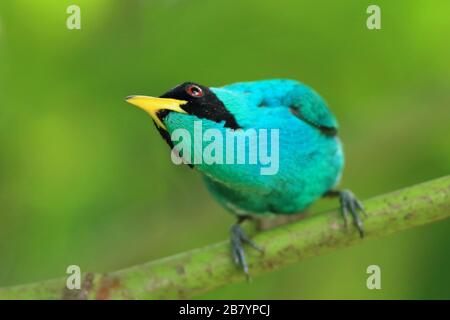 Homme Green Honeyrampantes (Chlorophanes spiza) dans la forêt tropicale des basses terres. Station biologique de la Selva, versant des Caraïbes, Costa Rica. Banque D'Images