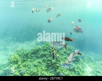 Poissons dans la mer - commun abudefduf, carpe crucifienne, voile zèbrosome, etc tir sous-marin dans la mer Rouge, Egypte. Beau monde sous-marin. Banque D'Images