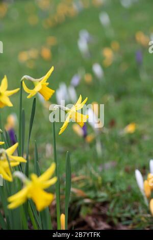 Narcisse. Jonquilles dans un jardin avec des crocus en arrière-plan au printemps. ROYAUME-UNI Banque D'Images