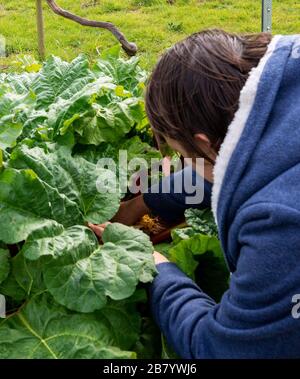 Une femme cultivant la rhubarbe sur un terrain d'allotissement à Bromley. Banque D'Images