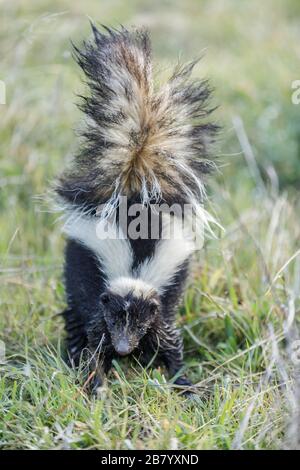 Skunk rayée en position de pulvérisation défensive Banque D'Images