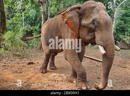 Portrait de l'éléphant dans la jungle cambodgienne Banque D'Images