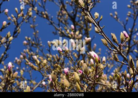 La couronne d'un magnolia qui ouvre ses bourgeons contre un ciel bleu au printemps à Pâques Banque D'Images