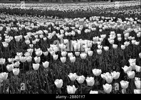 Indira Gandhi Memorial Tulip flower Garden, Srinagar, Cachemire, Jammu-et-Cachemire, Inde, Asie Banque D'Images