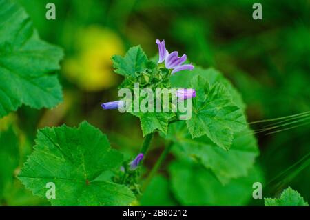 Stork Bill ou Storkbill (Erodium telavivense) Erodium est un genre de plantes à fleurs de la famille botanique Geraniaceae. Le genre comprend environ 60 Banque D'Images