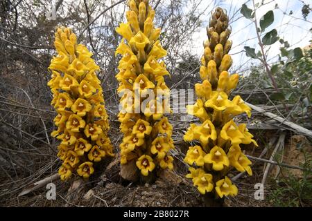 L'orobanche jaune ou le désert, Cistanche tubulosa. Cette plante est un parasite Ã la famille des. Photographié dans le désert du Néguev, Israël Banque D'Images