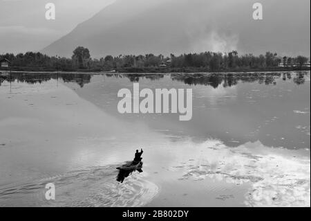 Bateau à pédales Kashmiri MAN, lac Nagin, lac Dal, Srinagar, Cachemire, Jammu-et-Cachemire, Inde, Asie Banque D'Images