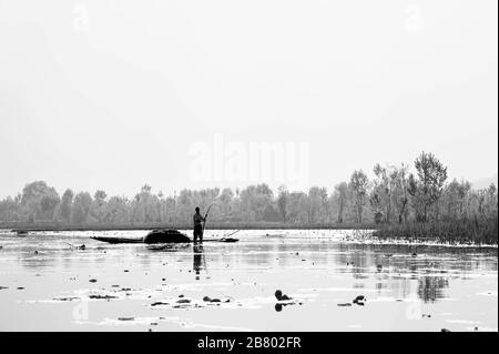L'homme de Kashmiri qui élimine les mauvaises herbes, le lac Nagin, le lac Dal, Srinagar, le Cachemire, le Jammu-et-Cachemire, l'Inde, l'Asie Banque D'Images