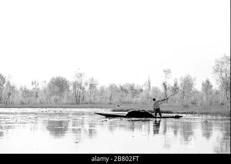 L'homme de Kashmiri qui élimine les mauvaises herbes, le lac Nagin, le lac Dal, Srinagar, le Cachemire, le Jammu-et-Cachemire, l'Inde, l'Asie Banque D'Images