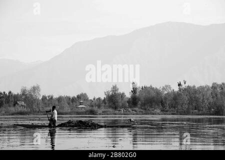 L'homme de Kashmiri qui élimine les mauvaises herbes, le lac Nagin, le lac Dal, Srinagar, le Cachemire, le Jammu-et-Cachemire, l'Inde, l'Asie Banque D'Images