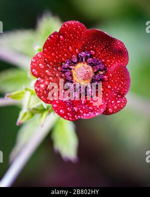 Fleur de géum rouge avec gouttes d'eau Banque D'Images