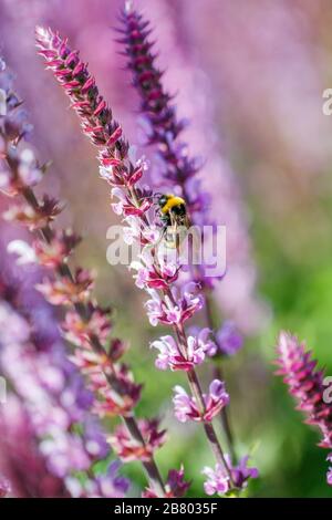 abeille bosselée sur fleur de salvia violette Banque D'Images